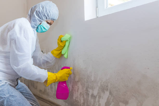 Why You Should Choose Our Mold Remediation Services in Newington Forest, VA